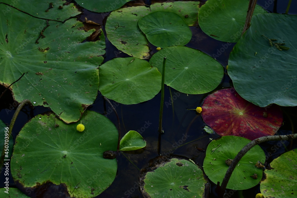 Beautiful blooming lotus flower in the pond Beautiful blooming lotus flower in the pond