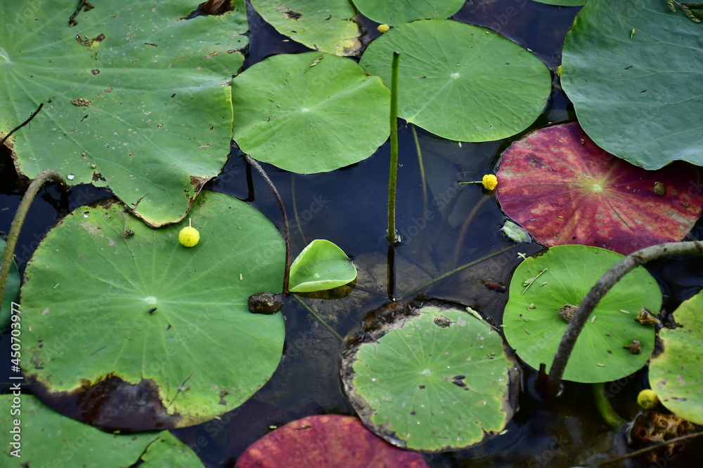 Beautiful blooming lotus flower in the pond Beautiful blooming lotus flower in the pond