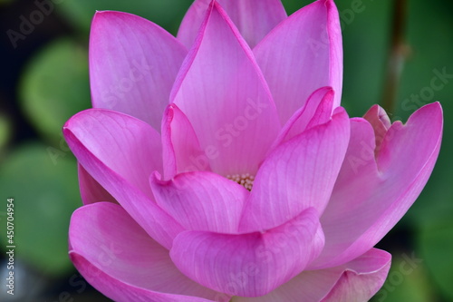 Beautiful blooming lotus flower in the pond 