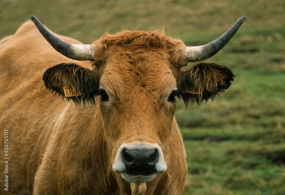 Vache, race Aubrac Vache, race Aubrac