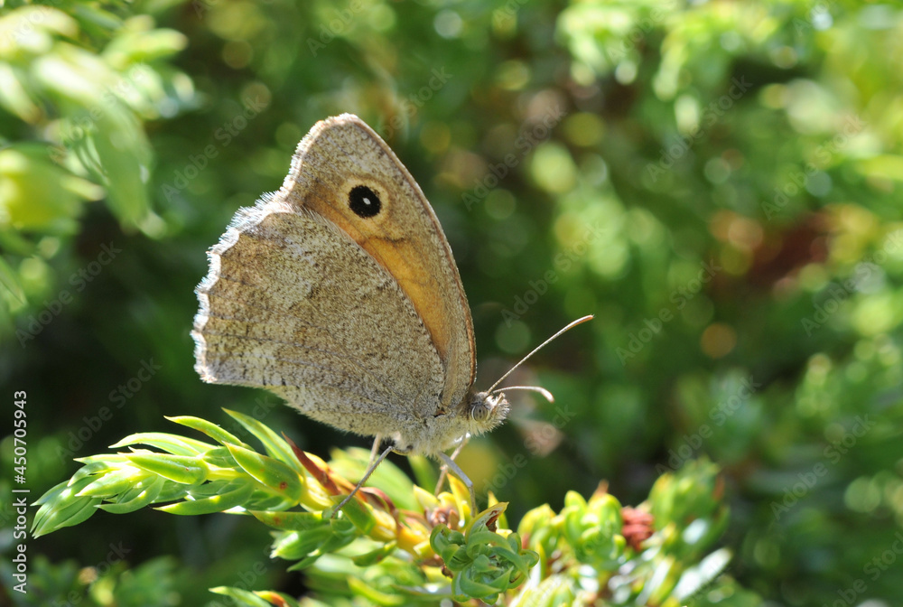 Fototapeta premium Dusky Meadow Brown