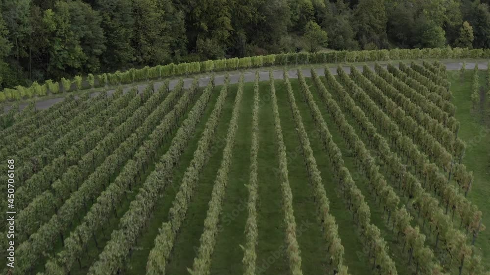Vineyard in Kernen im Remstal, Stuttgart, Germany, Drone