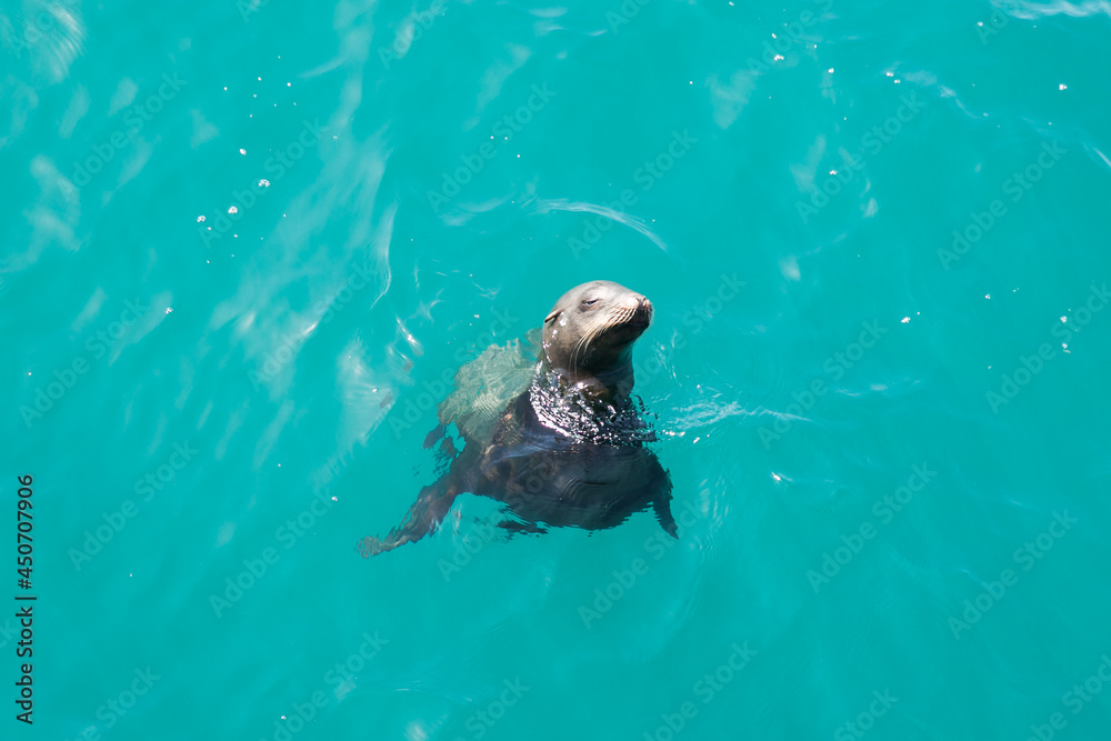 Fototapeta premium Sea Lion Floating in Turquoise Water in Santa Monica, California