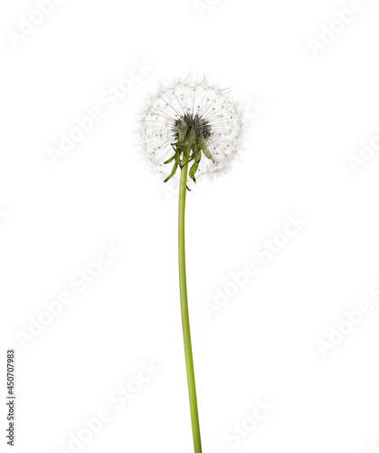 Beautiful fluffy dandelion flower isolated on white