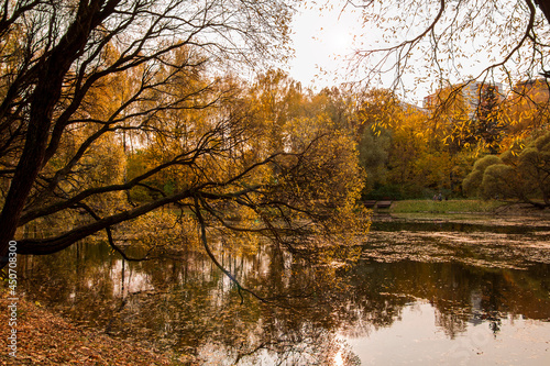 Autumn view of a pond in Moskow park. Yellow leavs.