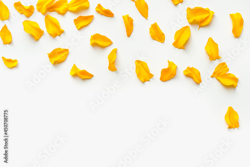 Yellow petals on a white background. Background with yellow petals. Colored background. 