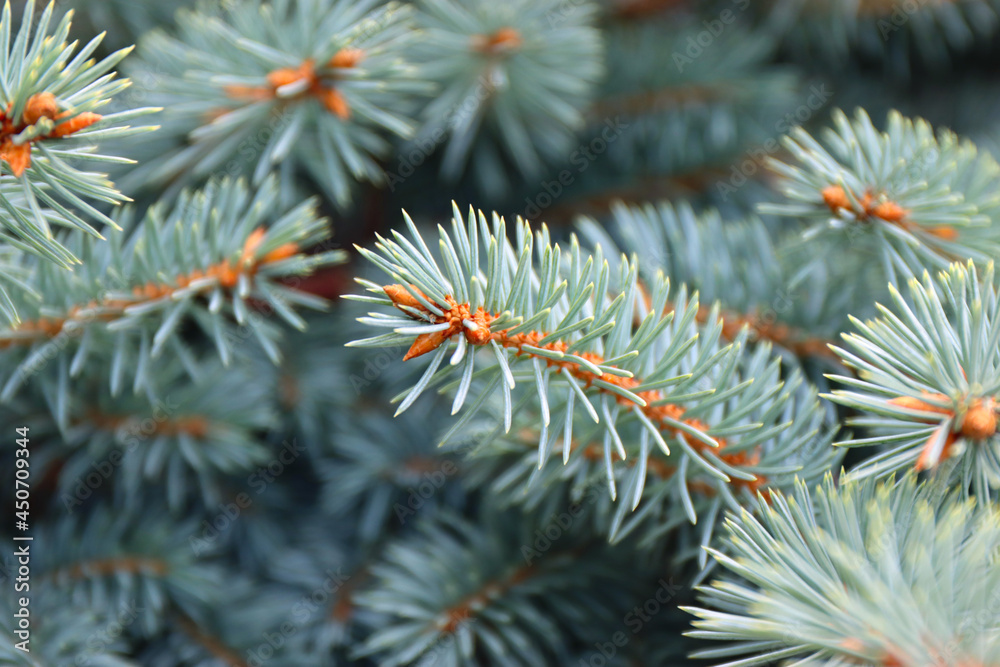 Branches of Blue or prickly spruce close up outdoors. Branches of Blue or prickly spruce close up outdoors.