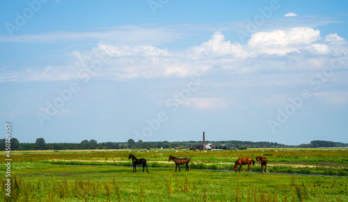 Rural landscape with horses and pump house in a Dutch polder 