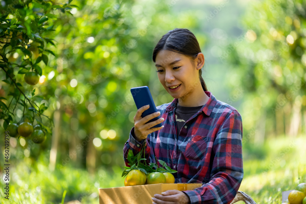 woman owner of tangerine wearing plaid shirt, sitting and talks on mobile phone about marketing and the price of tangerines while she is packing tangerines into paper boxe send to customers woman owner of tangerine wearing plaid shirt, sitting and talks on mobile phone about marketing and the price of tangerines while she is packing tangerines into paper boxe send to customers