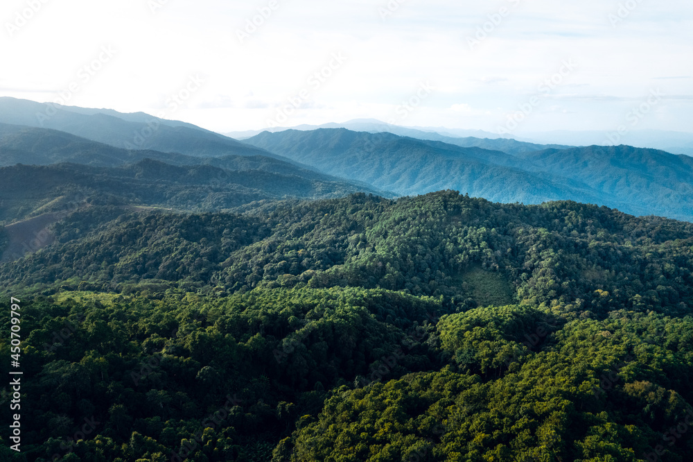 Naklejka premium Mountains and summer green forests