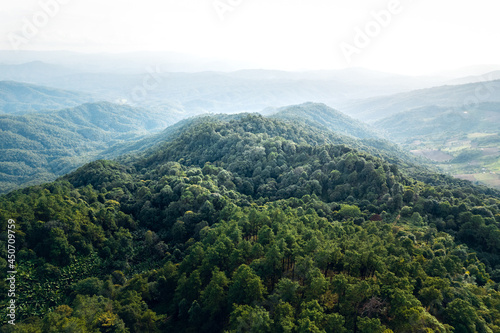 Mountains and summer green forests