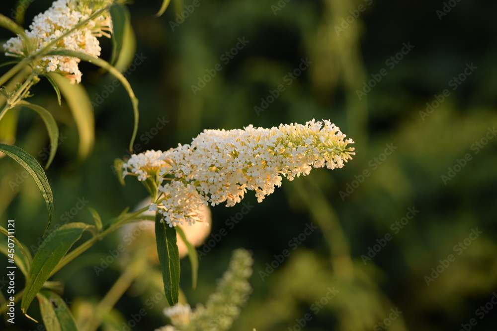 Buddleia davidii White profusion, white flowers of butterfly-bush on bokeh sunny garden.