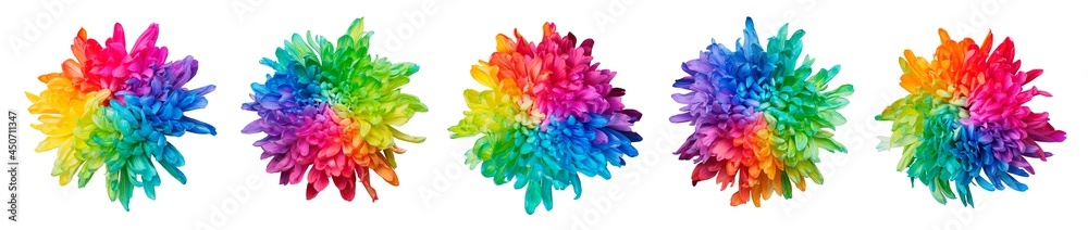 Five colored chrysanthemums on white background, top view, isolated, banner. Chrysanthemum is painted in rainbow colors. Five colored chrysanthemums on white background, top view, isolated, banner. Chrysanthemum is painted in rainbow colors.