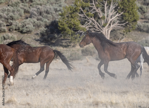 Herd of Wild Horses in the Utah Desert