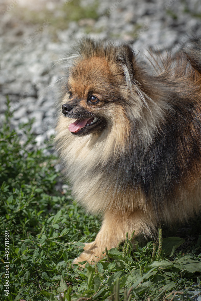 German spitz for a walk, red-brown spitz puppy stuck his tongue out, fluffy cute pet German spitz for a walk, red-brown spitz puppy stuck his tongue out, fluffy cute pet