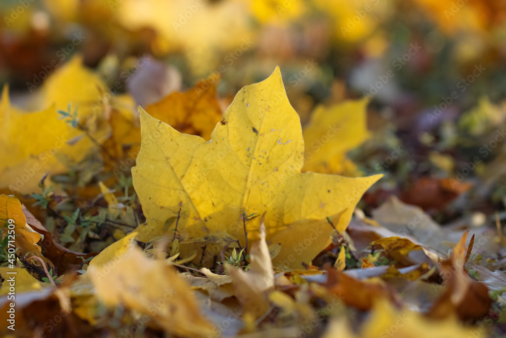 yellow maple leaves with a selective focus on the ground in a autumn garden