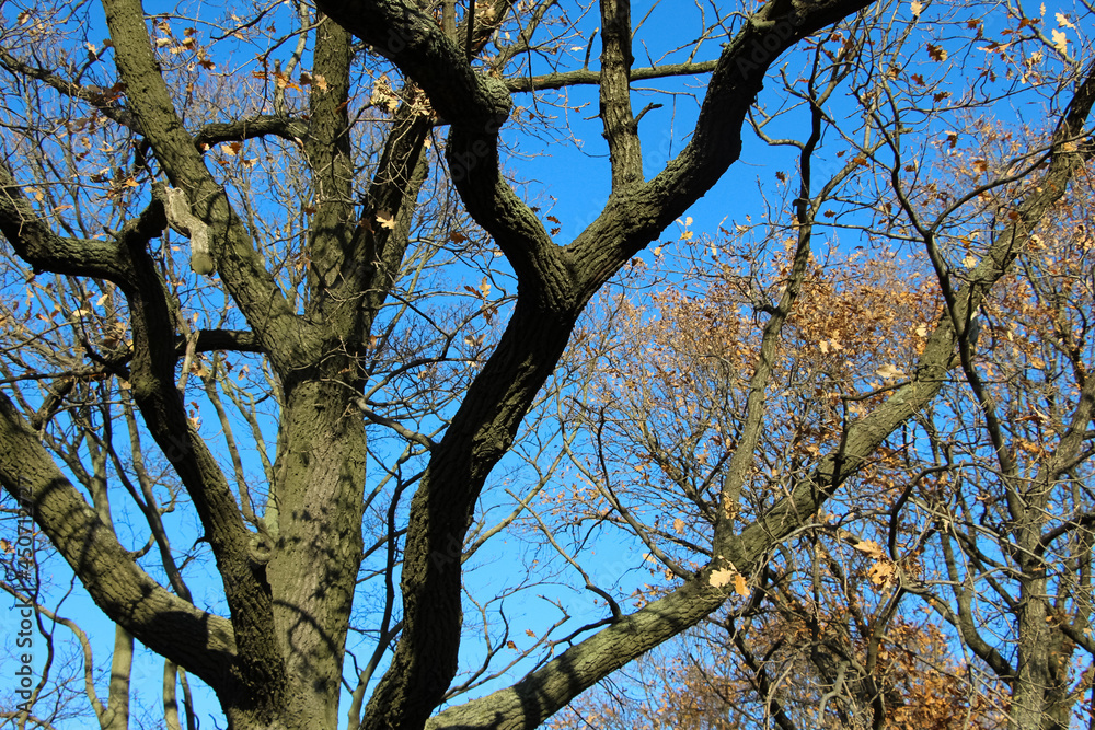 Close-up of an oak tree branches with fallen leaves against a sky blue Close-up of an oak tree branches with fallen leaves against a sky blue