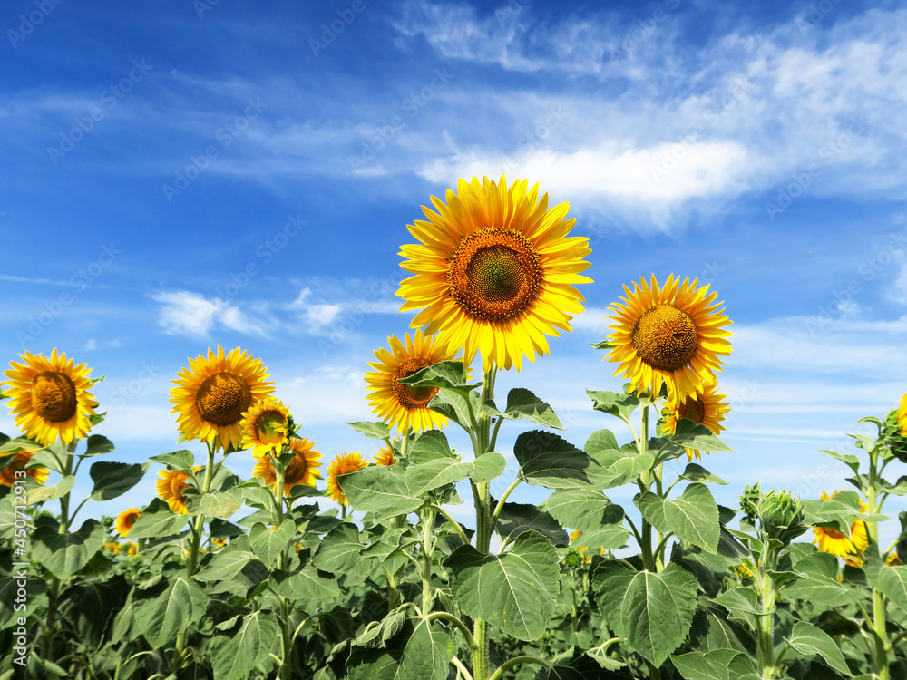 Yellow round head of a sunflower flower, against a blue sky background. Yellow round head of a sunflower flower, against a blue sky background.