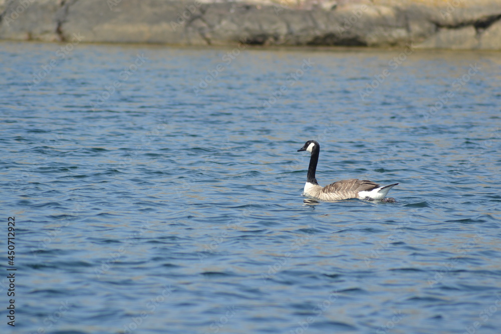 Canada goose (Branta canadensis) swimming in the sea from right to left in front of a rocky shore in Sweden