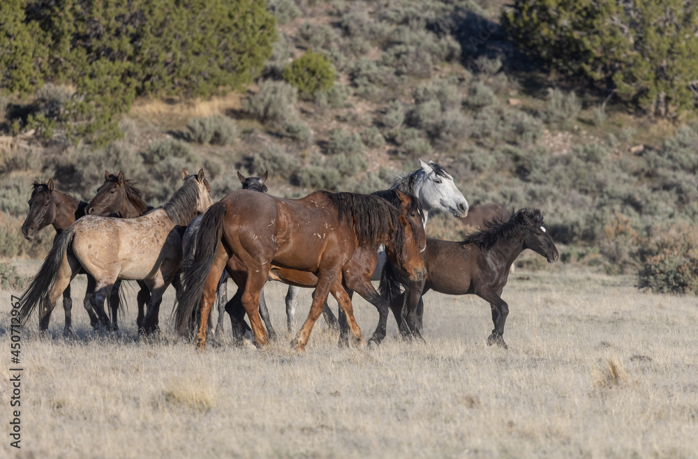 Herd of Wild Horses in the Utah Desert Herd of Wild Horses in the Utah Desert
