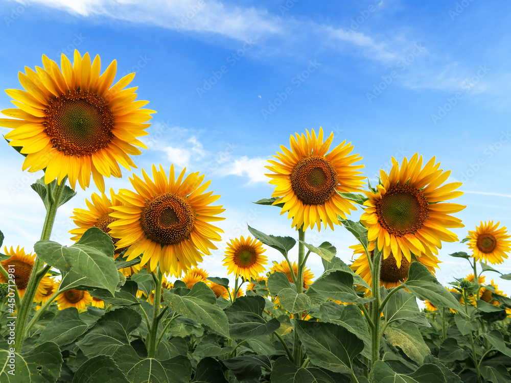 Yellow round head of a sunflower flower, against a blue sky background. 