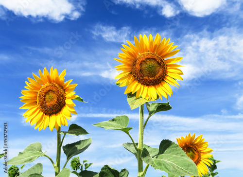 Yellow round head of a sunflower flower  against a blue sky background. 