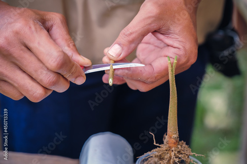 Gardener make grafting durian tree. Gardener use grafted tree blade for plant propagation