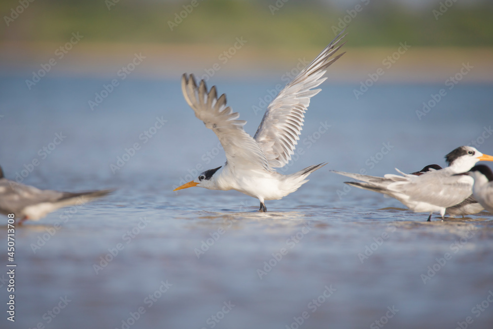 Lesser crested tern along with common terns in back water lake Lesser crested tern along with common terns in back water lake
