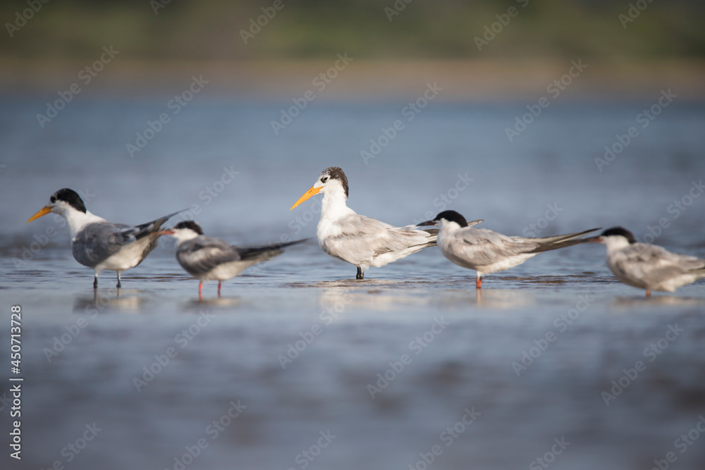 Lesser crested tern along with common terns in back water lake
