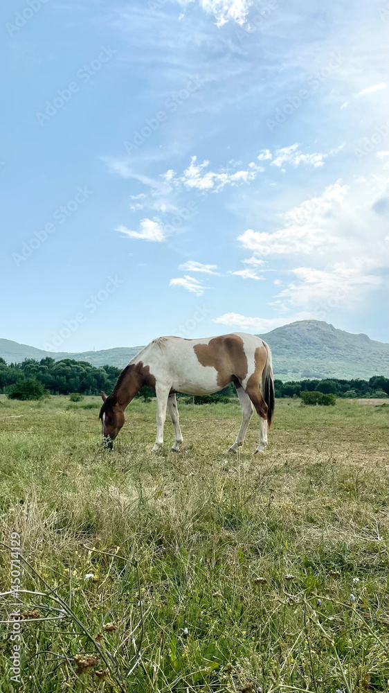 a horse walking on the field with mountain and blue sky on background a horse walking on the field with mountain and blue sky on background
