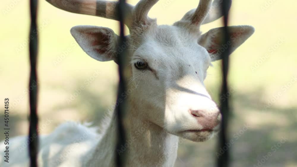 Portrait of beautiful rare albino white deer face stands behind metal bars at the zoo Portrait of beautiful rare albino white deer face stands behind metal bars at the zoo
