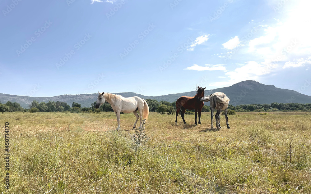 a horse walking on the field with mountain and blue sky on background a horse walking on the field with mountain and blue sky on background