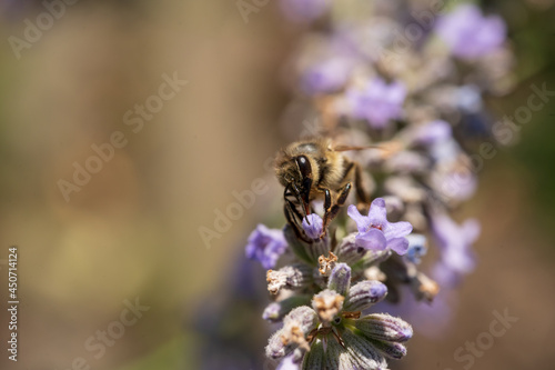 Biene Lavendel photo