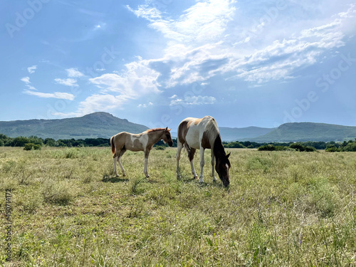 a horse walking on the field with mountain and blue sky on background © Mihail