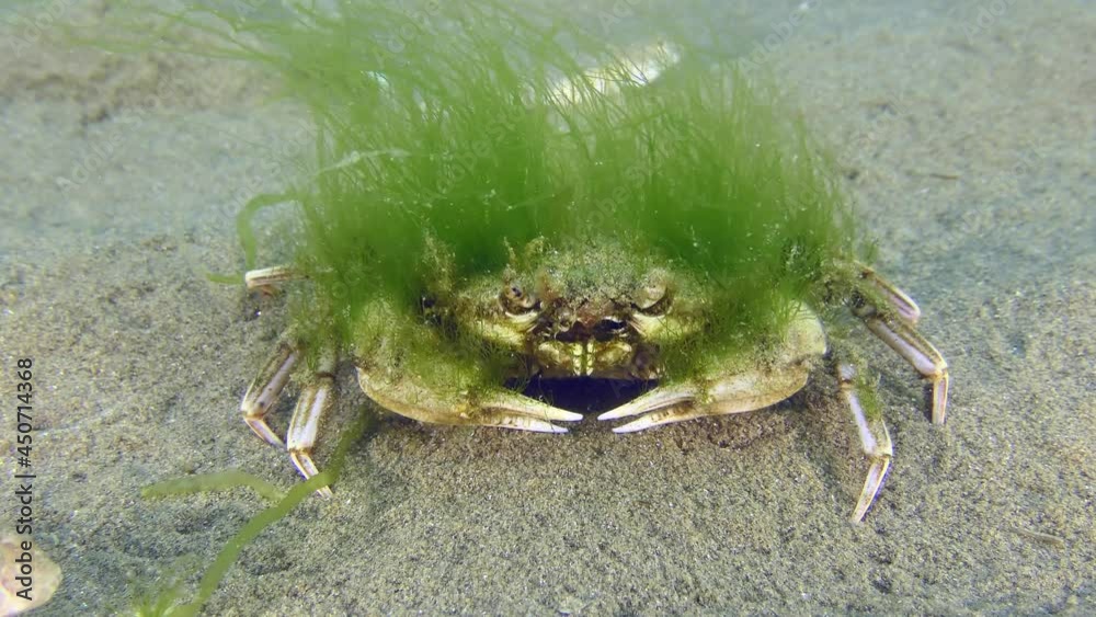Underwater fashion: fish are interested in attire of Flying swimming crab (Liocarcinus holsatus), which is overgrown with green algae. Underwater fashion: fish are interested in attire of Flying swimming crab (Liocarcinus holsatus), which is overgrown with green algae.