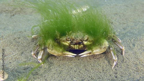 Underwater fashion: fish are interested in attire of Flying swimming crab (Liocarcinus holsatus), which is overgrown with green algae. photo