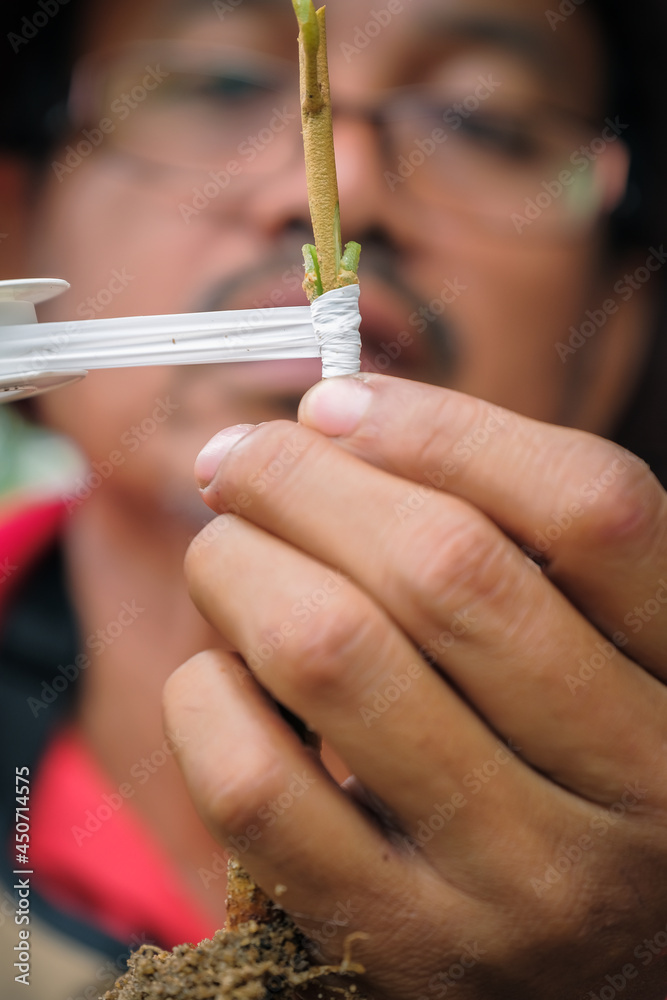 Fototapeta premium Gardener make grafting durian tree. Gardener use white tape for plant propagation