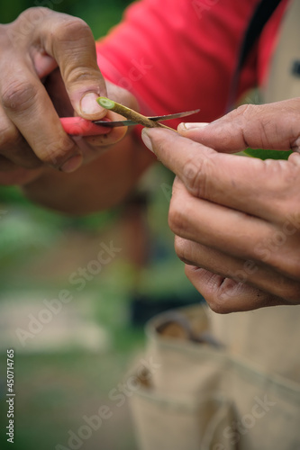 Gardener make grafting durian tree. Gardener use grafted tree blade for plant propagation © azami