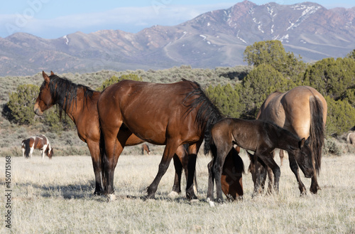 Herd of Wild Horses in the Utah Desert