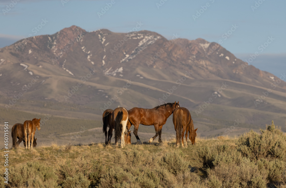 Herd of Wild Horses in the Utah Desert