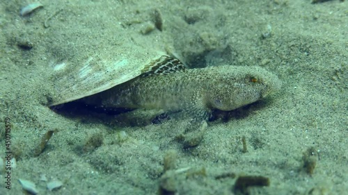 Breeding Marbled goby (Pomatoschistus marmoratus): when a potential danger approaches the nest, the male begins to shake to intimidate the enemy, close-up. photo