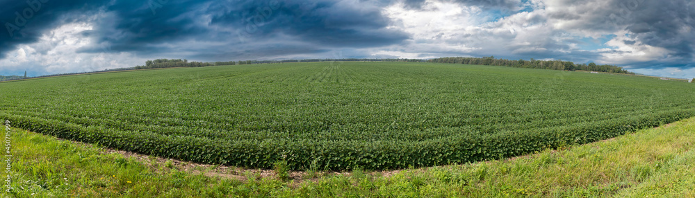 Panoramic view of soybean fields in the Richelieu Valley in southern Quebec