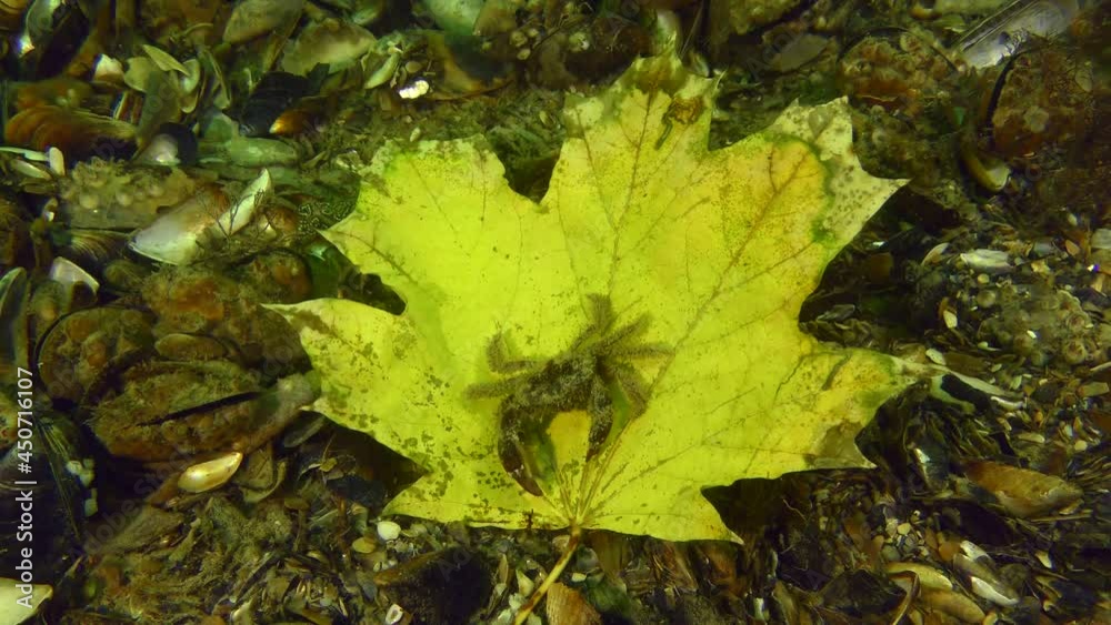 Autumn at sea: a maple leaf is slowly stirring the current at the bottom, a crab is sitting on it. Autumn at sea: a maple leaf is slowly stirring the current at the bottom, a crab is sitting on it.
