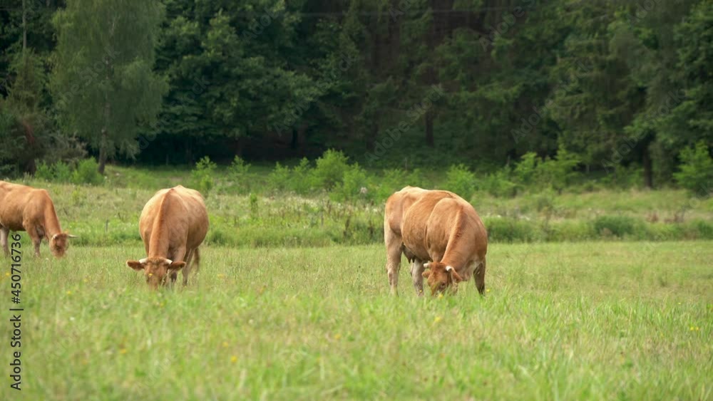 Large Limousin Cows grazing on fresh green grass in a Northern European farm land. Large Limousin Cows grazing on fresh green grass in a Northern European farm land.