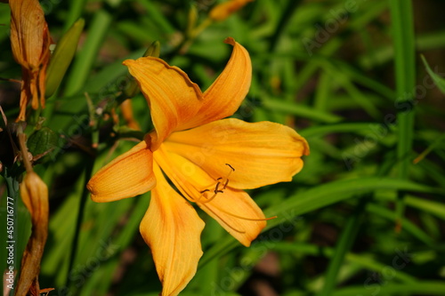 Orange lily on a blurred background. Flower.
