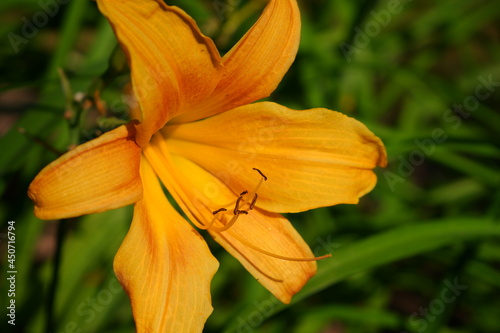 Orange lily on a blurred background. Flower.
