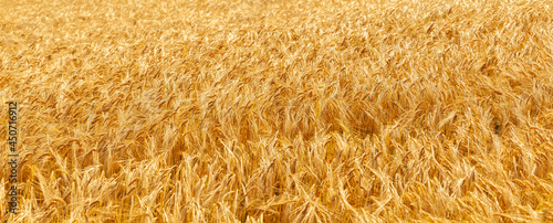 Reifes goldenes Gerstenfeld Nahaufnahme