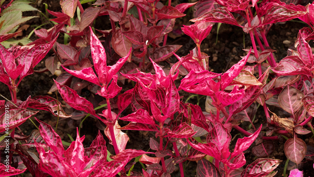 (Iresine herbstii) Beautiful ornamental ruby coloured leaves of iresine bloodleaf or beefsteak plant with notched tips and light red veins
