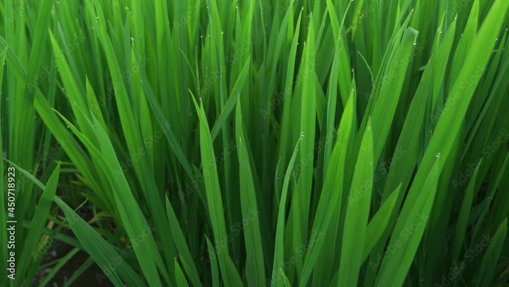 Rice fields in Northeast China in July Rice fields in Northeast China in July