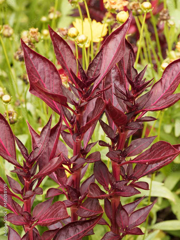 Obraz premium Iresine herbstii | Herbst's bloodleaf or beefsteak 'Blazin Rose' plant with ornamental foliage. Red stems and oval purple-red leaves with notched tips and light red veins